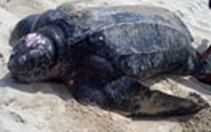 Rùa da ở Việt Nam có nguy cơ tuyệt chủng
